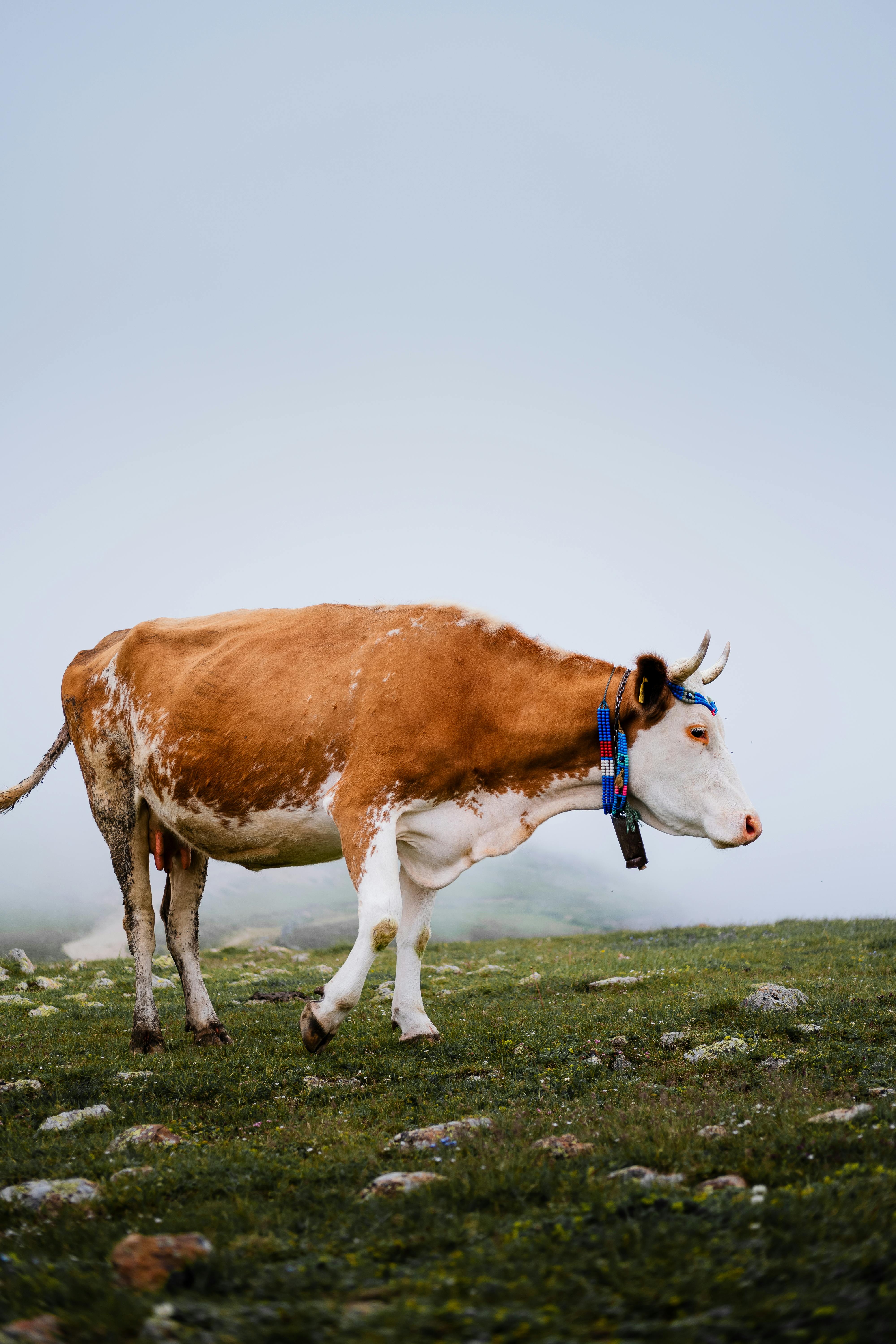 A lone cow with a blue collar grazes peacefully in a foggy field, surrounded by a serene atmosphere.