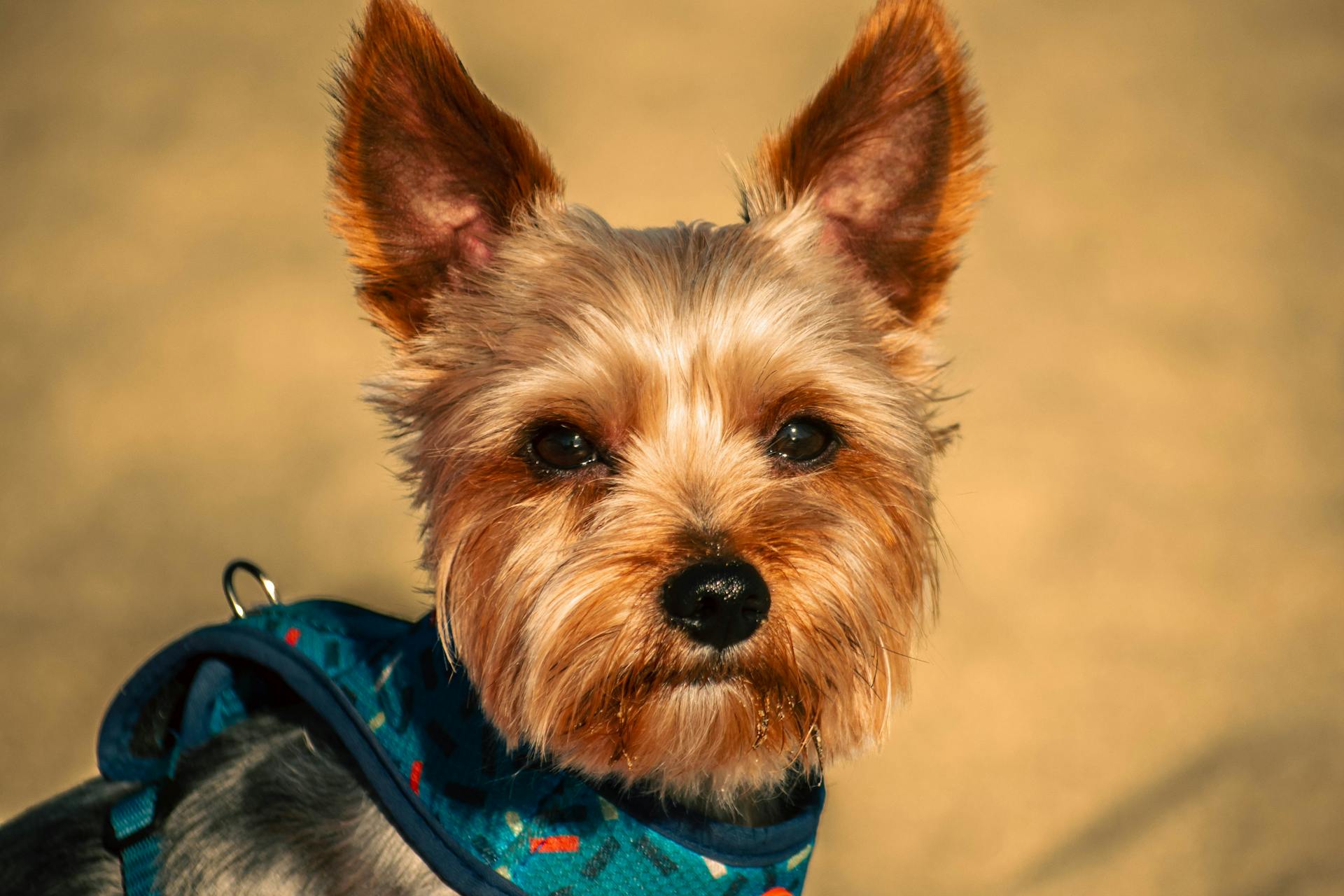 Portrait of Yorkshire Terrier