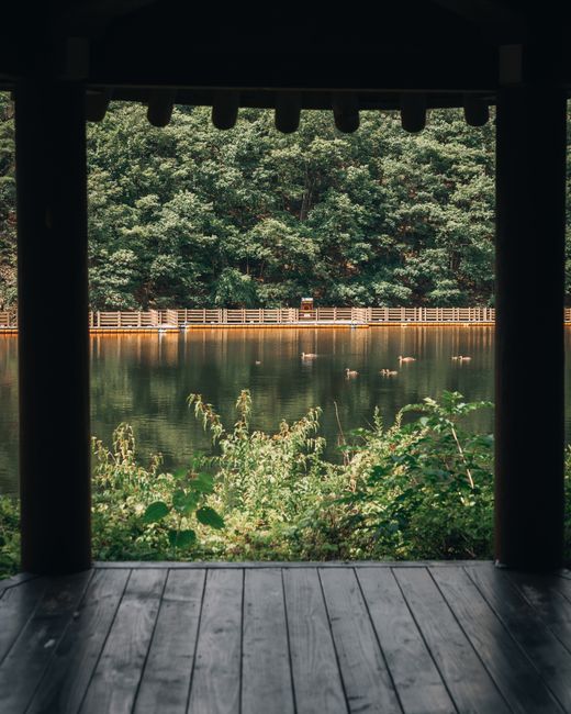 Peaceful scene of ducks swimming in a pond surrounded by lush greenery from a wooden terrace.