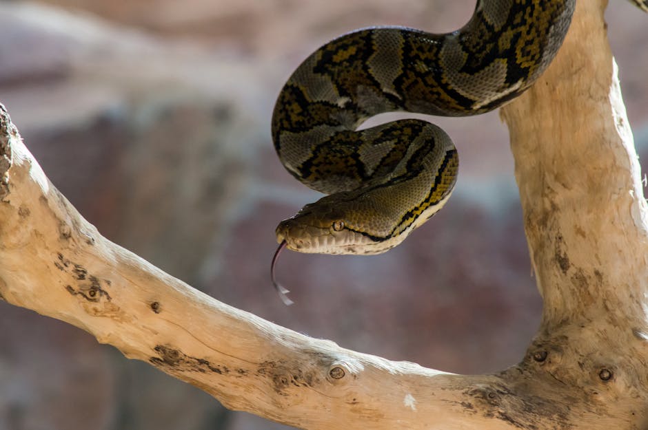 Understanding Dubai’s Rental Market: Trends, Insights, and Tips for Expats