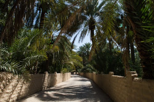 Foto profissional grátis de estrada, muros, palmeiras