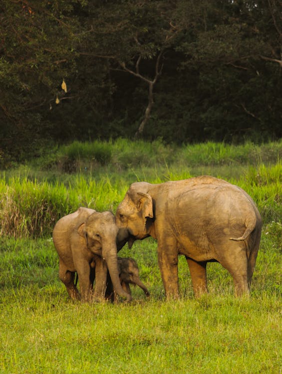 Family of Elephants