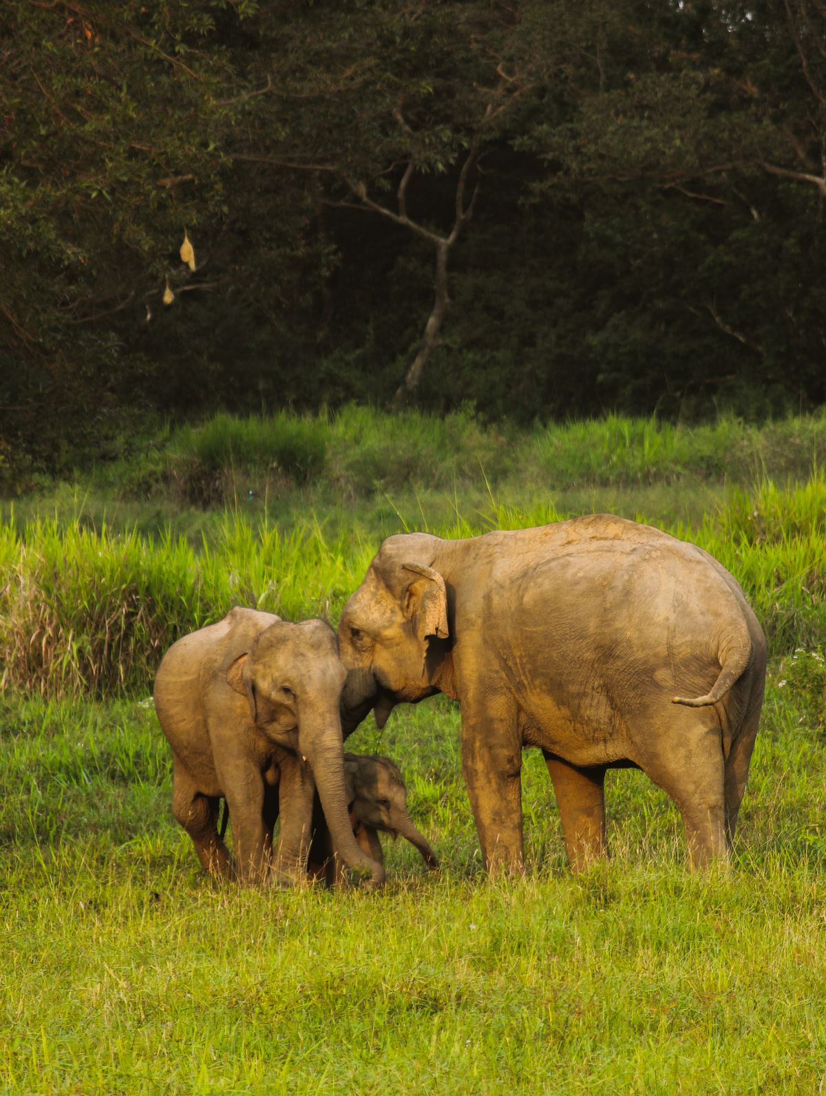 Herd of elephants grazing in Yala National Park