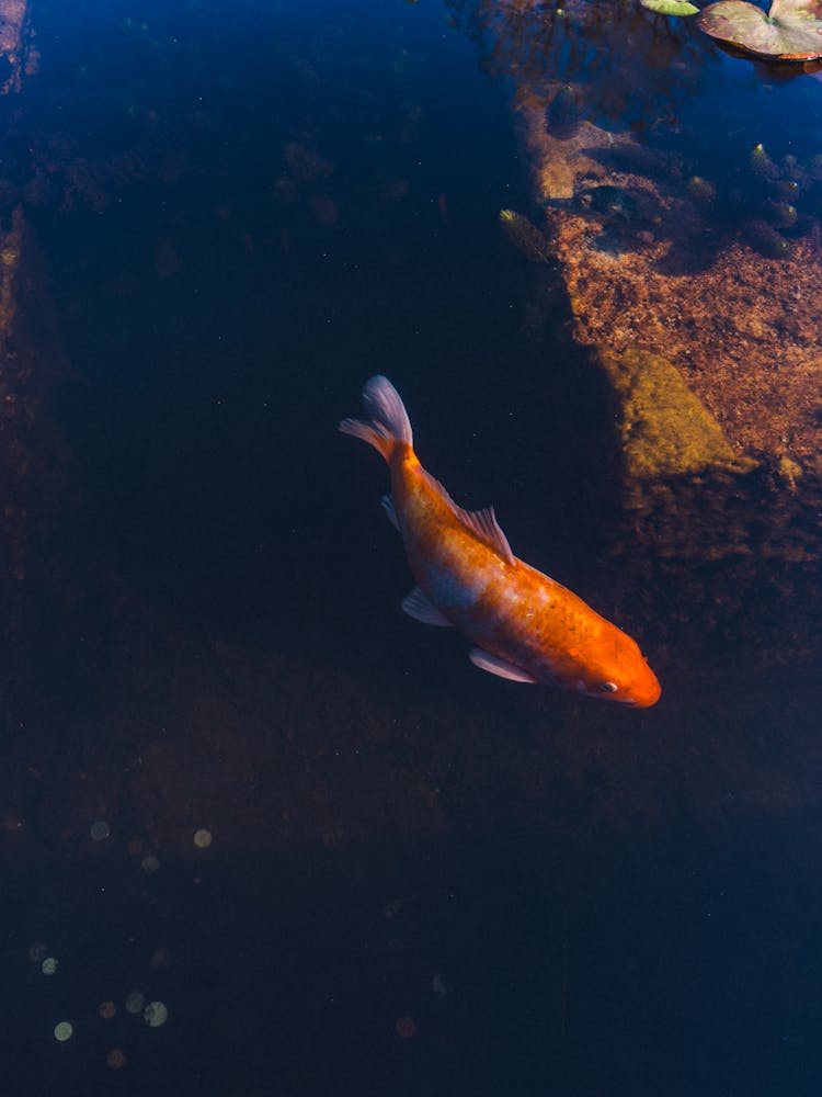 Carp In Pond