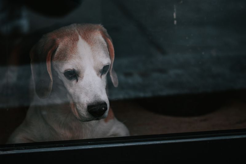 Camdan dışarıyı izleyen köpek