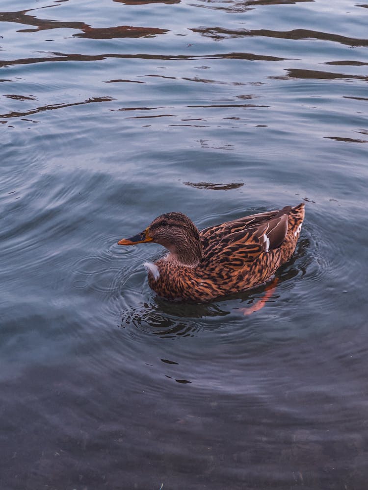 Duck In Pond