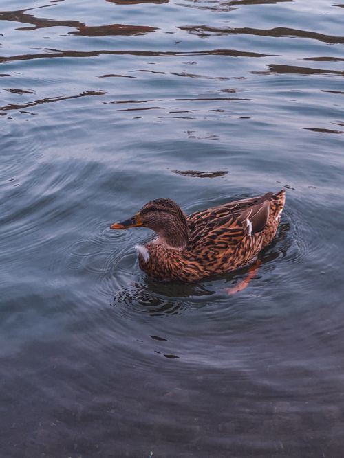 Free A serene mallard duck gracefully floats on a clear pond, showcasing its natural beauty. Stock Photo