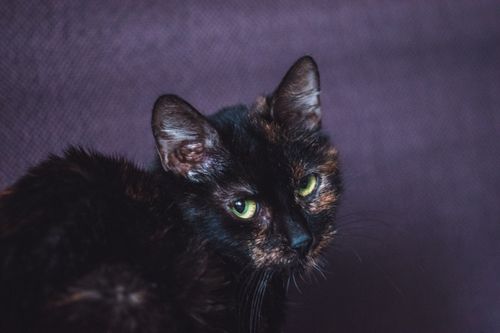Free Detailed shot of a tortoiseshell cat with striking green eyes, showcasing its unique fur patterns and expressions. Stock Photo