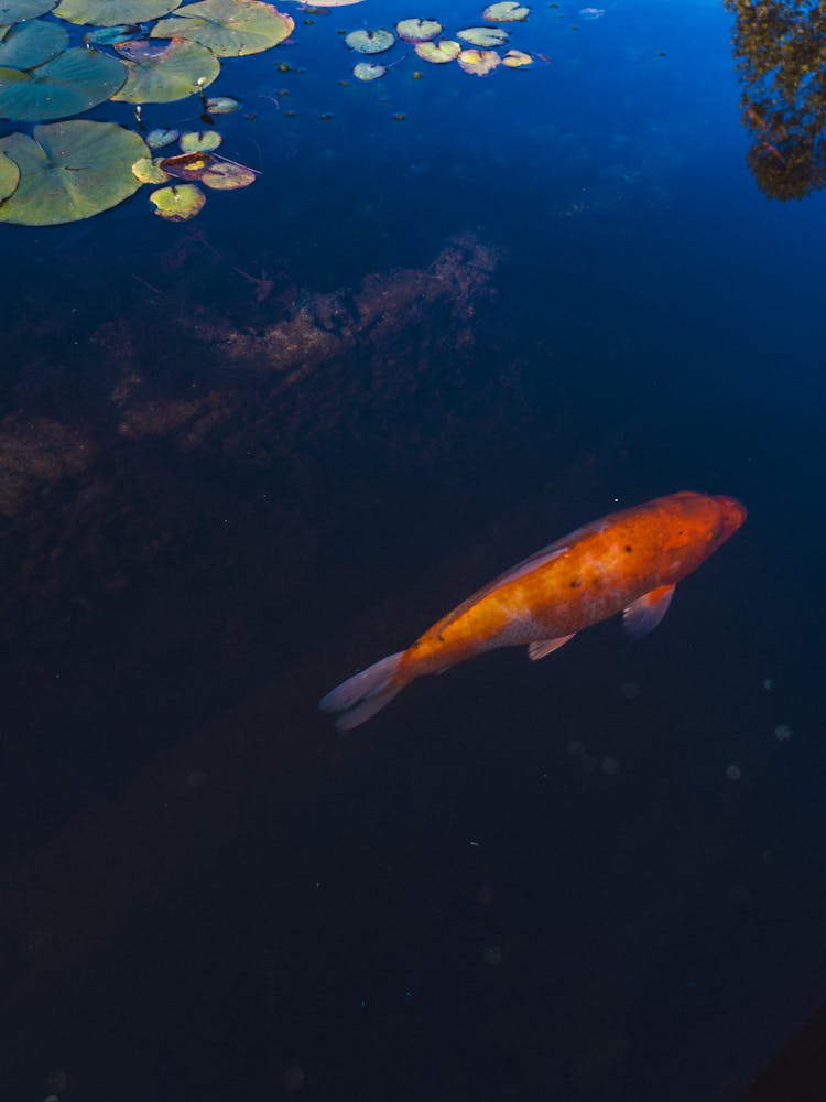 Koi Carp In Pond