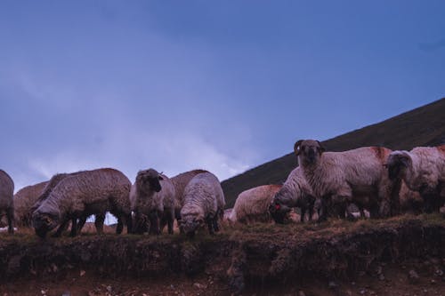 動物攝影, 吃草, 家畜 的 免費圖庫相片