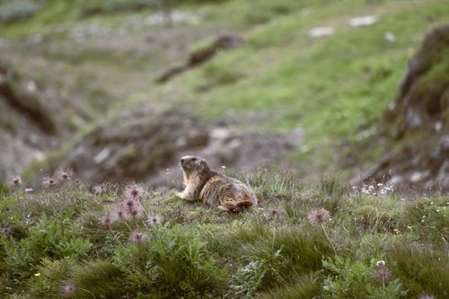 Free A wild marmot resting in a lush green meadow with wildflowers and mountains. Stock Photo