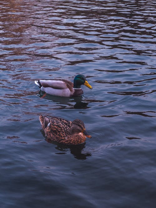 Couple Mallard Ducks Swimming in Water
