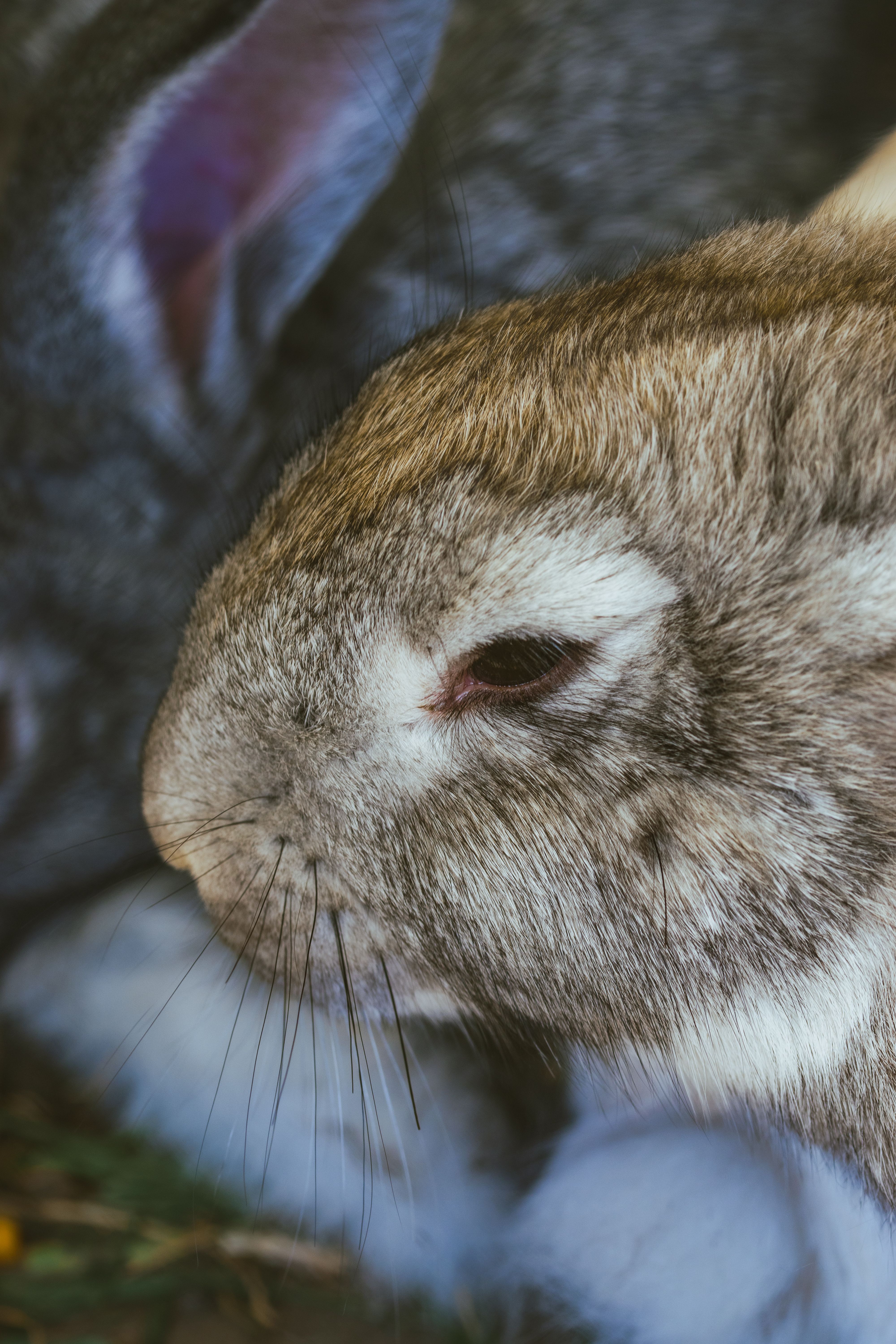 Jessy Bunny Photos, Download The BEST Free Jessy Bunny Stock Photos & HD Images