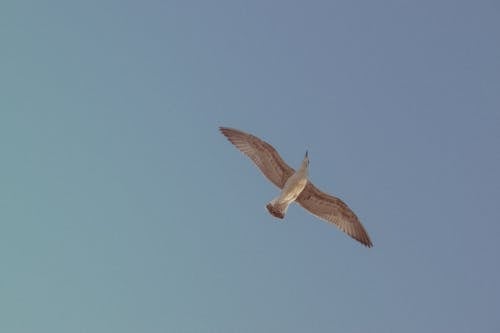 Gratis lagerfoto af dyrefotografering, flyrejse, flyve