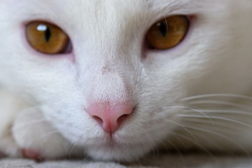 Free Charming close-up of a white cat's face highlighting its striking golden eyes and pink nose. Stock Photo