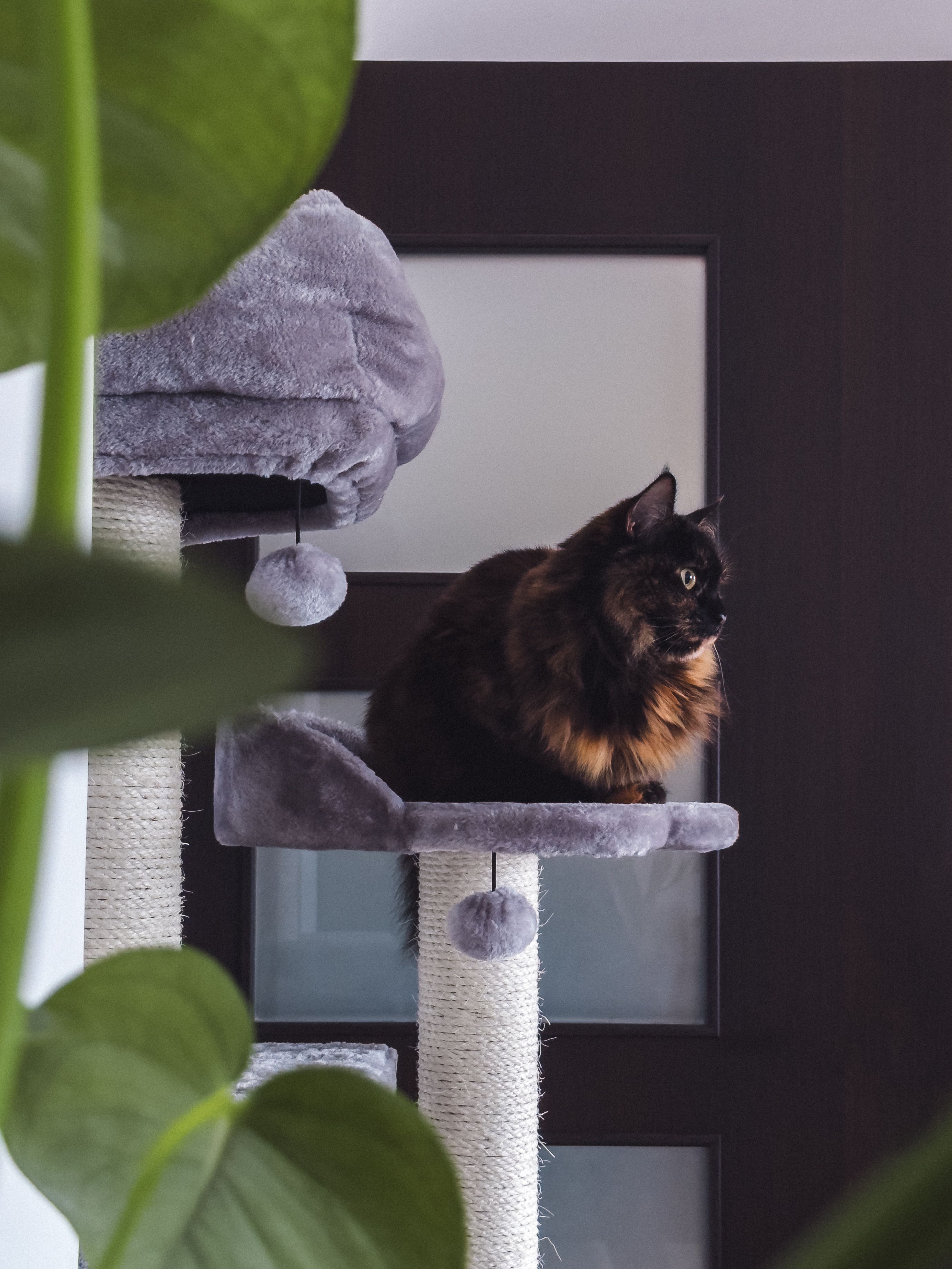 A fluffy tortoiseshell cat sitting gracefully on a gray scratching post indoors.