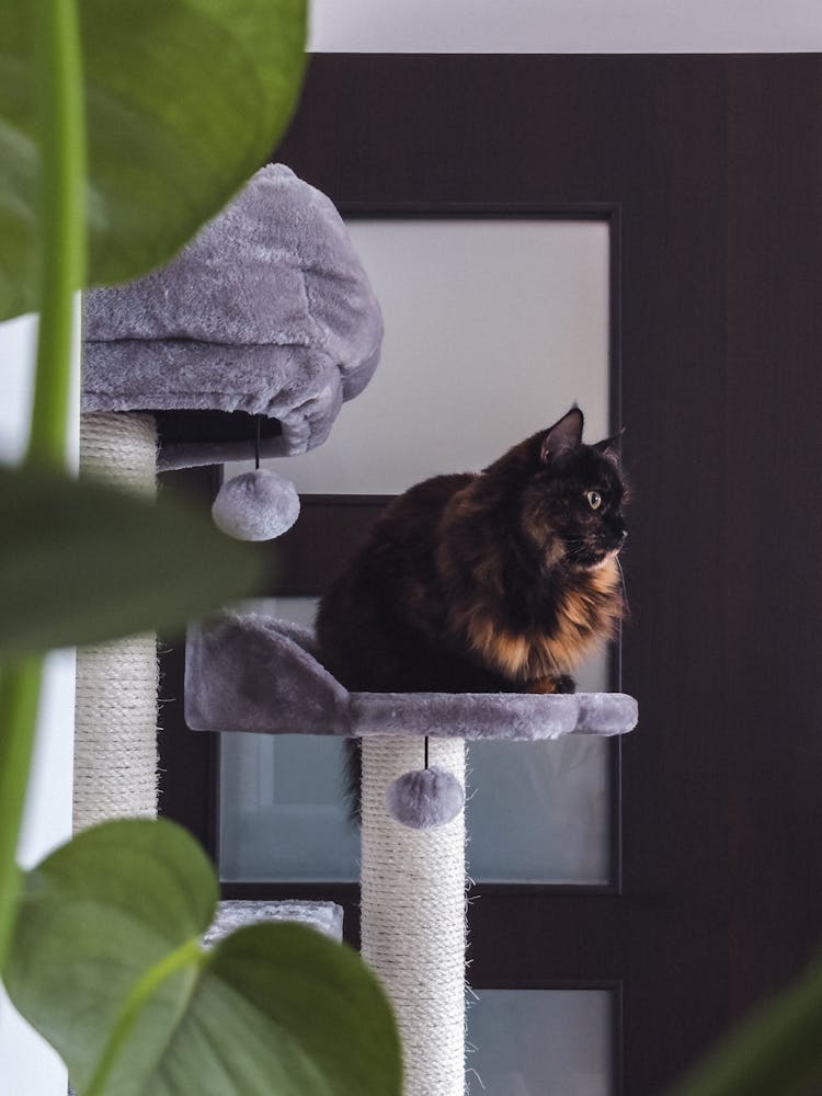 Cat Sitting On Scratching Post