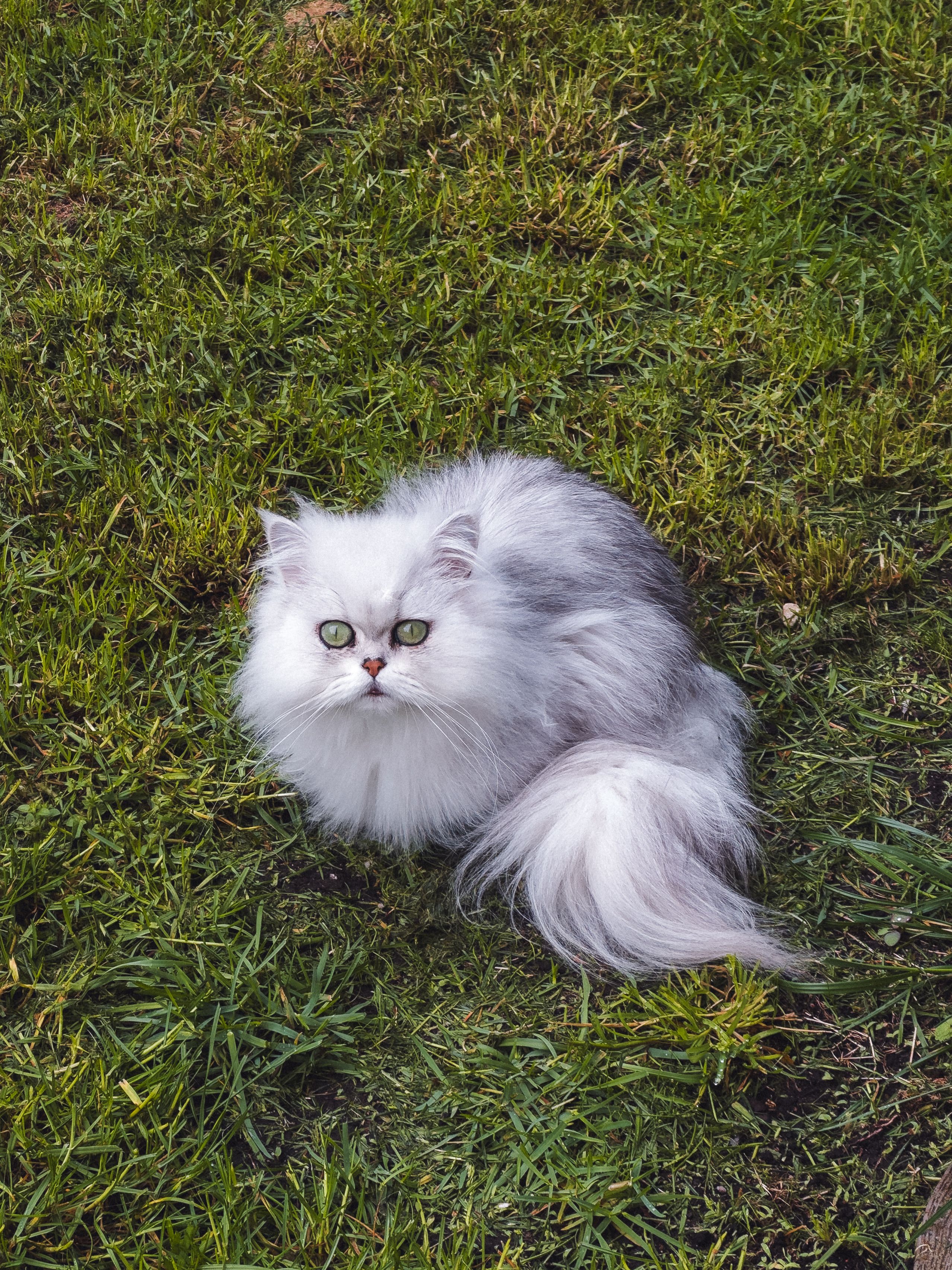 Adorable fluffy white cat sitting alertly on green grass, looking amused.