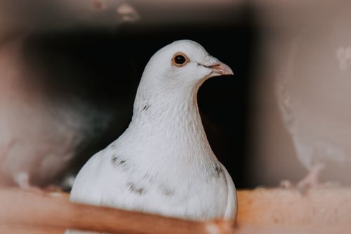 Free A detailed portrait of a white pigeon showcasing its elegant features. Ideal for wildlife photography themes. Stock Photo