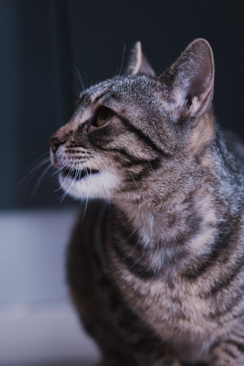 Free Focused side profile of a fluffy tabby cat in a dim indoor setting, highlighting its distinct markings. Stock Photo