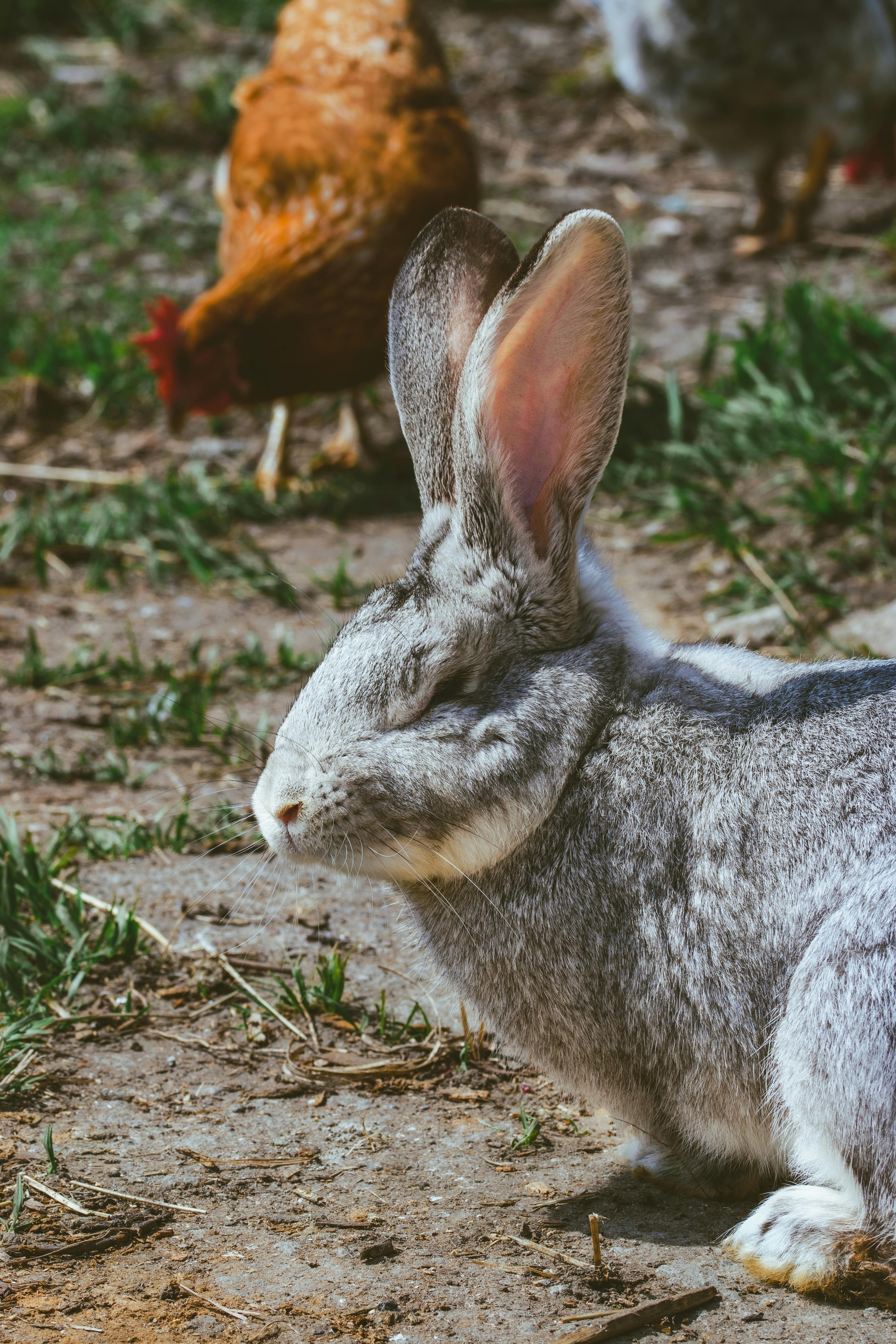A serene rabbit resting on a sunlit rural path, surrounded by hens.