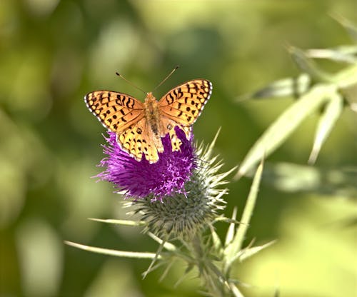 Butterfly on Thistle Flower