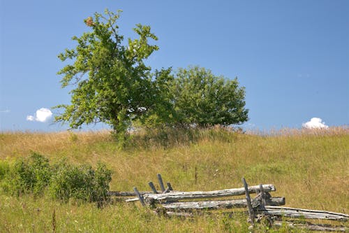 Decaying Fence in Field