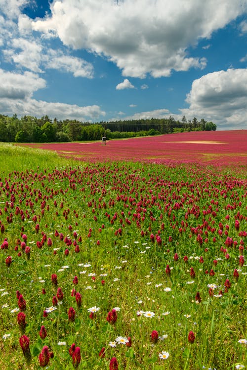 Field with Red Poppies