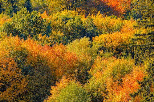 Foto d'estoc gratuïta de arbres, bosc, boscos