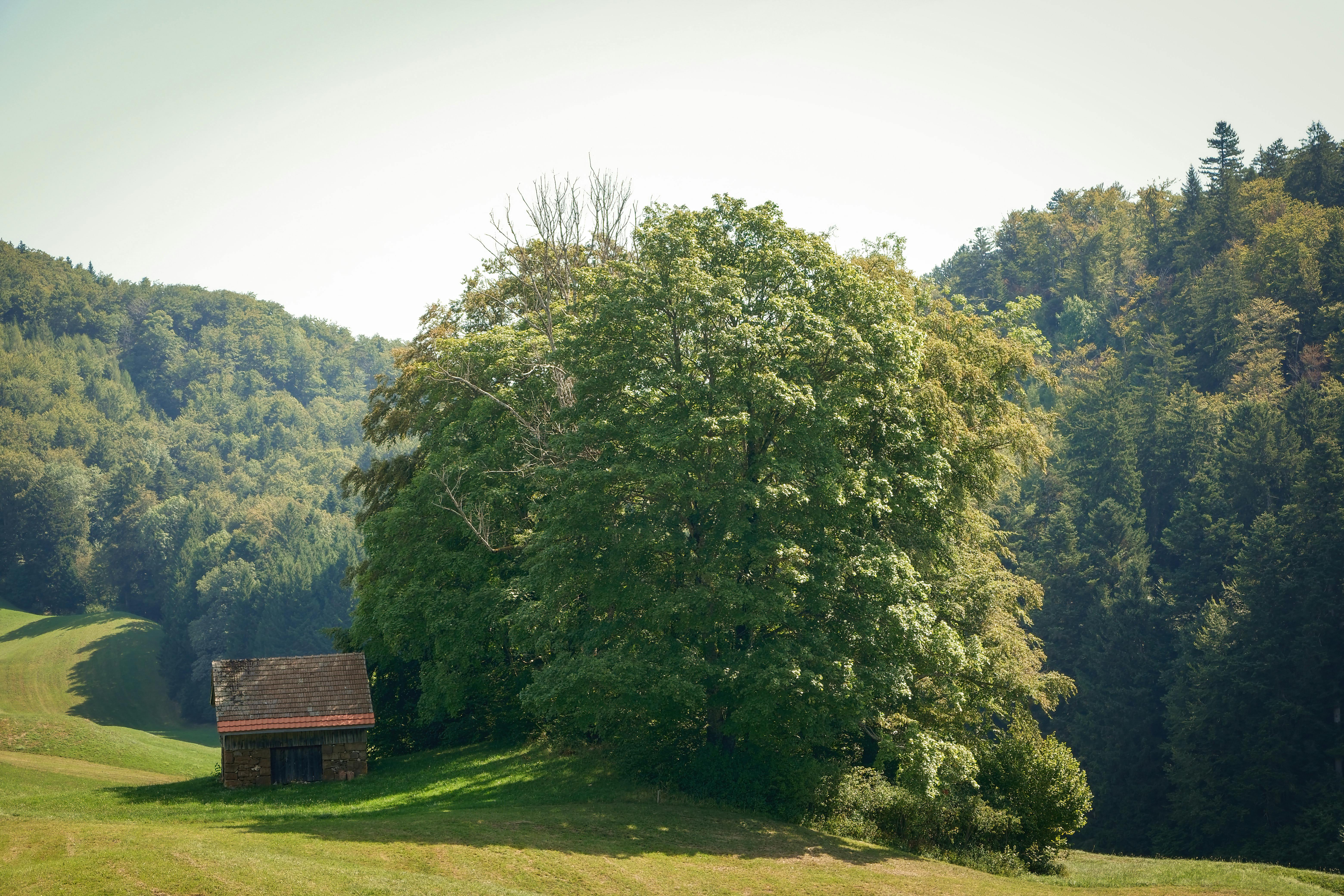 Photos gratuites de arbres, battre en retraite, beauté