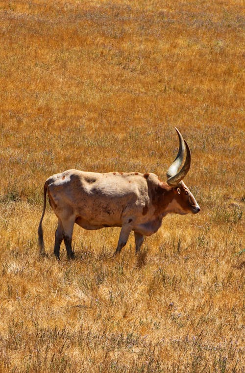 Ankole Watusi in Grassland