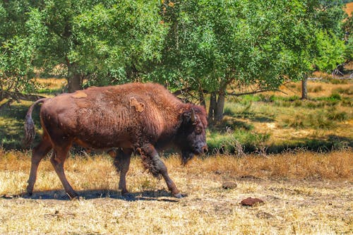Foto d'estoc gratuïta de arbres, bisó europeu, fons de pantalla