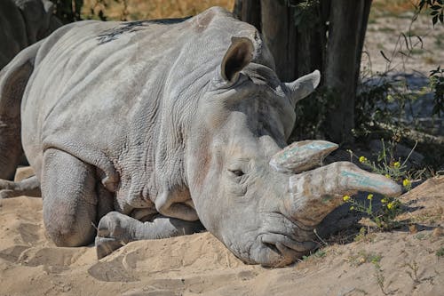 Free Rhino Lying on Sand by Tree Stock Photo