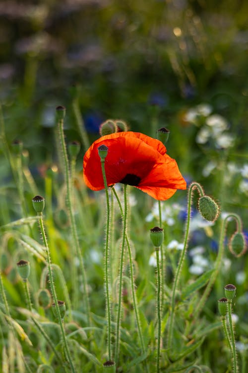 Red Poppy Flower on Meadow