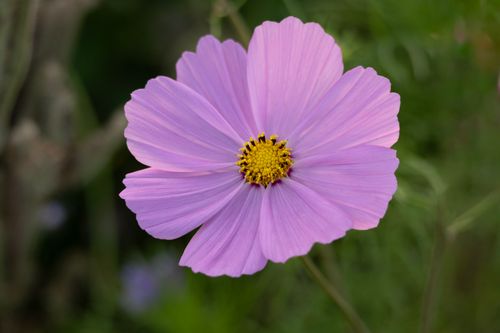 Free Close-up of a purple cosmos flower with delicate petals and yellow center, showcasing nature's beauty. Stock Photo