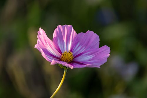 Photos gratuites de aster mexicain, cosmos bipinnatus, croissance