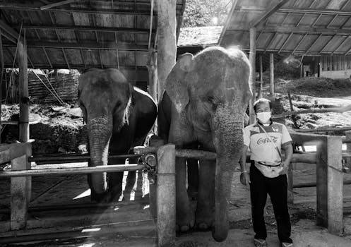 Black and white photo of Asian elephants with caretaker in a Chiang Mai sanctuary.