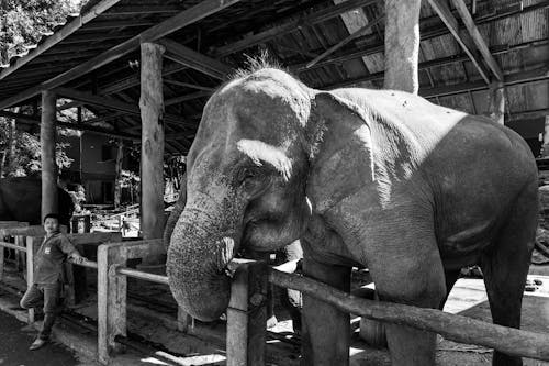 Foto d'estoc gratuïta de blanc i negre, elefant, en captivitat