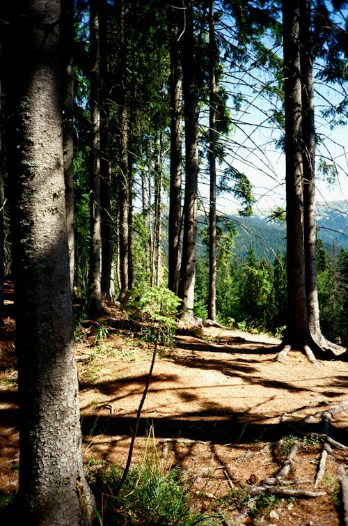 Gratis arkivbilde med fjell, flora, grener