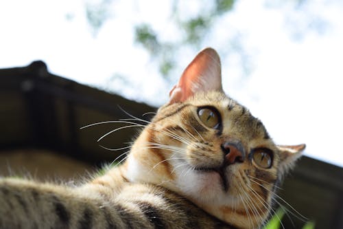 бесплатная коричнево белый полосатый котенок Стоковое фото