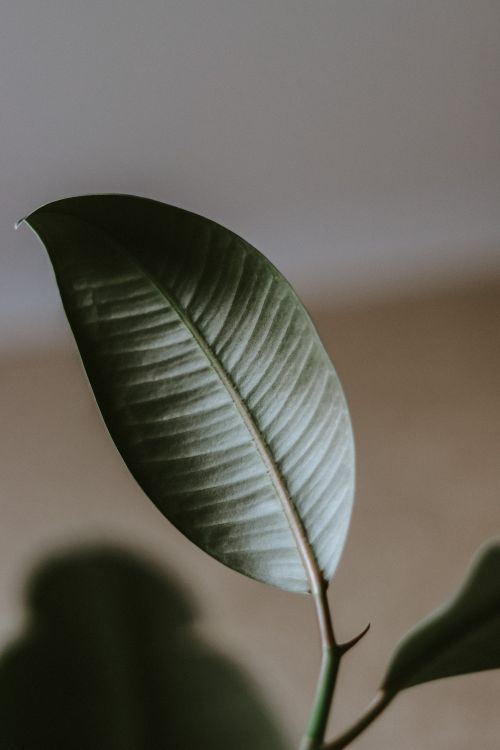 Free Minimalist close-up of a green ficus leaf with soft, natural lighting, showcasing texture and detail. Stock Photo