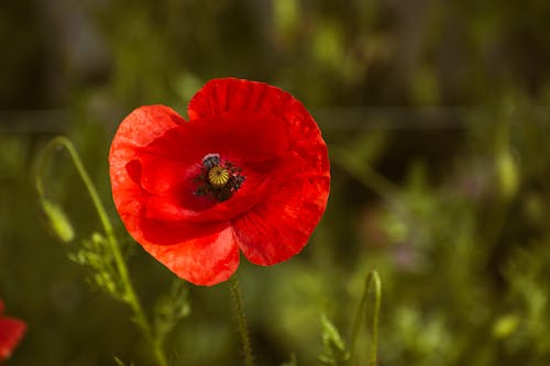 A red poppy flower with a bee in the center