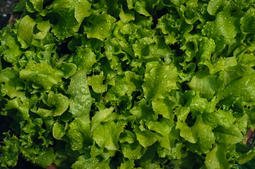 A close up of lettuce leaves in a bowl