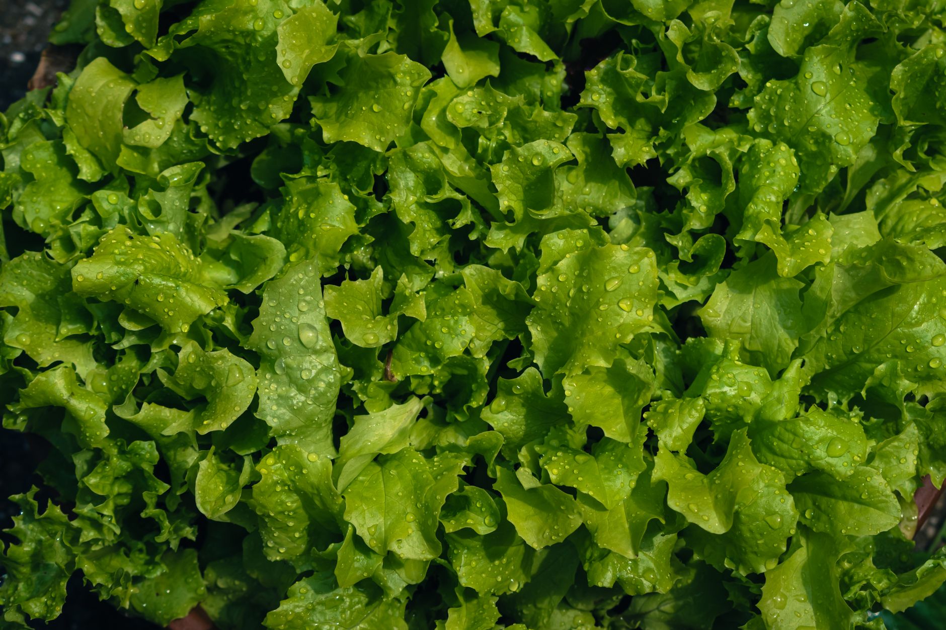 Lettuce Prices Drop 16.4% Due to Cyclospora Outbreak in July