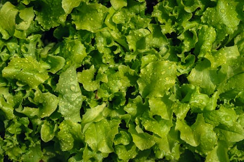 A close up of lettuce leaves with water droplets