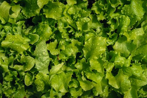 Free Close-up view of fresh green lettuce with dewdrops, showcasing natural freshness and vibrant color. Stock Photo
