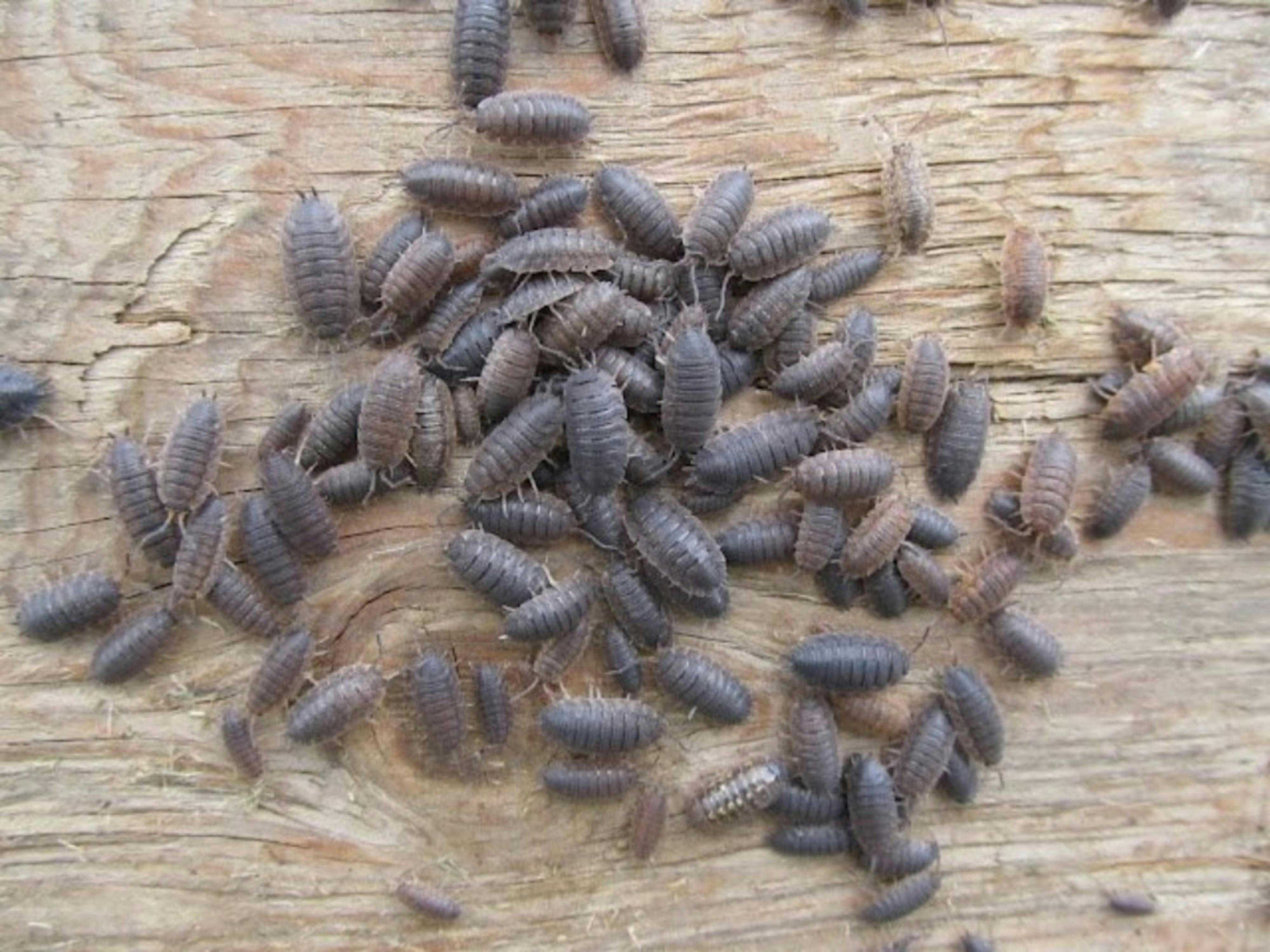 Free stock photo of bug pile, bugs, crawly