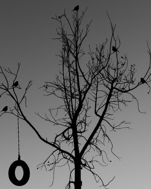 Безкоштовне стокове фото на тему «вечір, гілки дерев, гойдатися» стокове фото