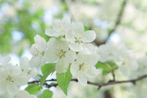 คลังภาพถ่ายฟรี ของ การเจริญเติบโต, ดอกไม้, ดอกไม้สีขาว