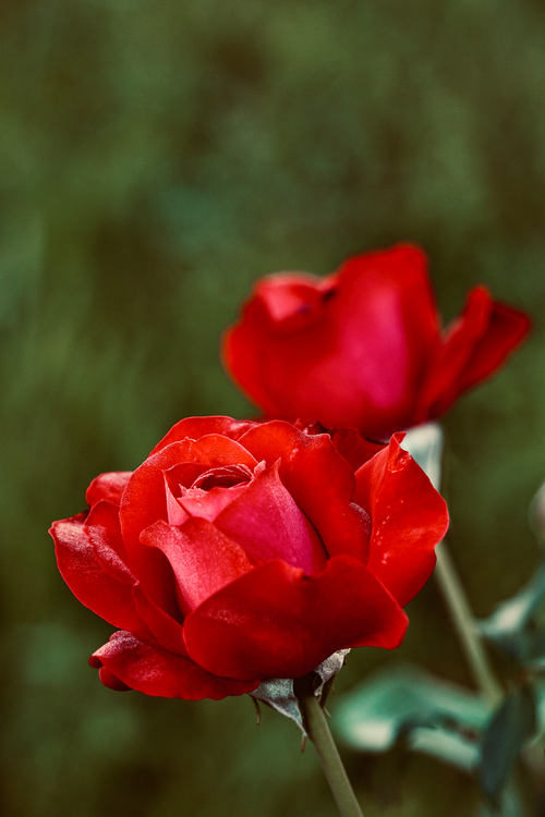 Free A close-up view of beautiful red roses in full bloom, captured outdoors with a soft focus. Stock Photo